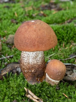 Leccinum aurantiacum / Rosse populierenboleet