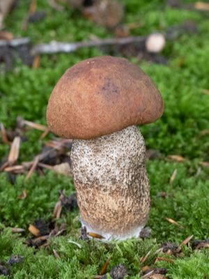 Leccinum aurantiacum / Rosse populierenboleet