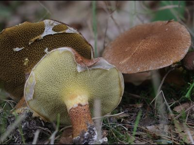 Suillus cavipes / Holsteelboleet / Hollow Bolete