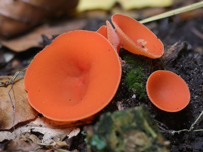 Aleuria aurantia / Grote oranje bekerzwam / Orange Peel Fungus