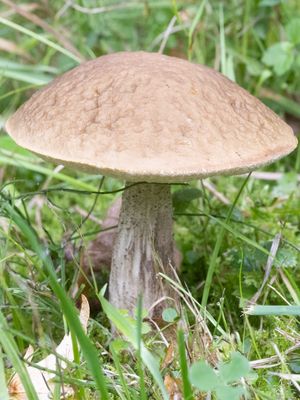 Leccinum pseudoscabrum / Haagbeukboleet / Hazel Bolete
