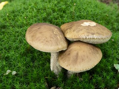 Leccinum pseudoscabrum / Haagbeukboleet / Hazel Bolete