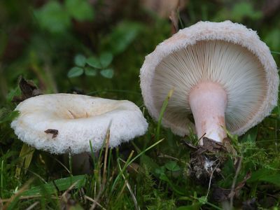Lactarius pubescens / Donzige melkzwam / Bearded Milkcap