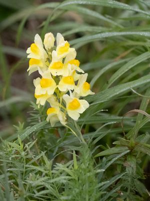 Vlasbekje / Yellow Toadflax / Linaria vulgaris