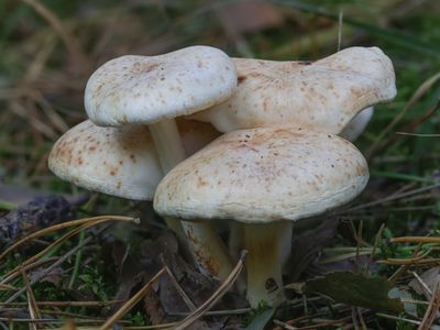 Rhodocollybia maculata / Roestvlekkenzwam / Spotted Toughshank