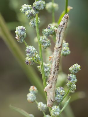 Variabele spikkelspanner / Mottled beauty / Alcis repandata