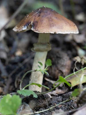 Agrocybe erebia / Leverkleurig leemhoed / Dark Fieldcap
