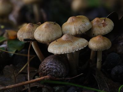 Inocybe hirtella / Amandelvezelkop