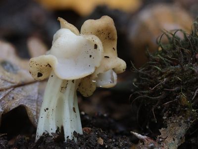 Helvella crispa / Witte kluifzwam / White Saddle