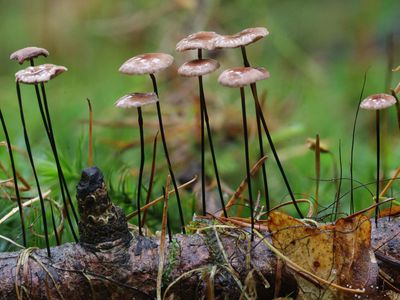 Gymnopus androsaceus / Paardenhaartaailing / Horsehair Parachute