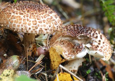 Lepiota aspera / Spitsschubbige parasolzwam / Freckled Dapperling