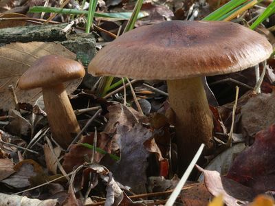 Tricholoma fulvum / Berkenridderzwam / Birch Knight