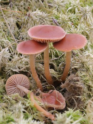 Hypholoma udum / Bruine moeraszwavelkop
