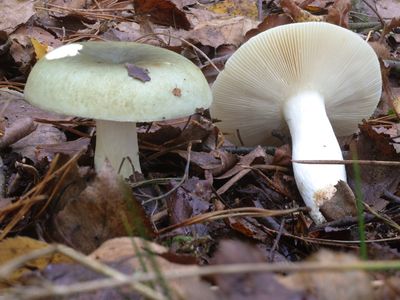 Russula aeruginea /  Groene berkenrussula