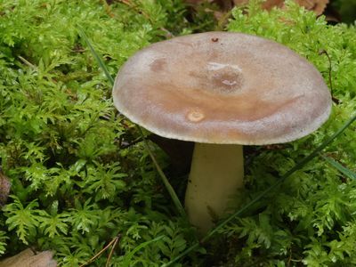 Lactarius trivialis / Forse melkzwam