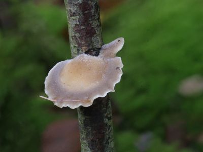 Hohenbuehelia mastrucata / Bleke harpoenzwam