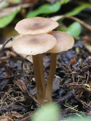 Entoloma politum / Nitreuze elzensatijnzwam