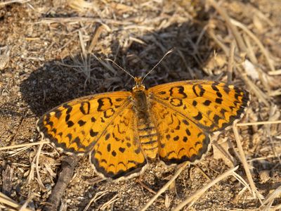 Toortsparelmoervlinder / Lesser Spotted Fritillary / Melitaea trivia
