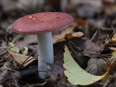 Russula velenovskyi / Schotel russula / Coral Brittlegill