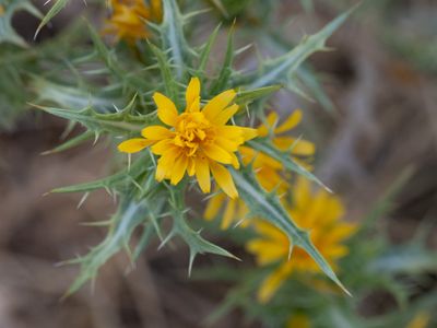 Spaanse gouddistel / Golden Thistle / Scolymus hispanicus