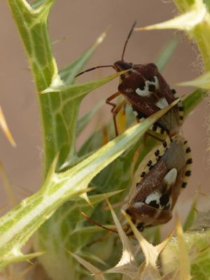 Codophila varia
