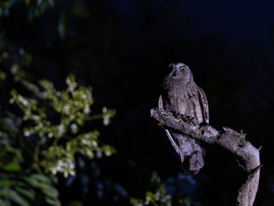Dwergooruil / Eurasian scops owl / Otus scops