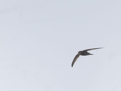 Vale gierzwaluw / Pallid Swift / Apus pallidus