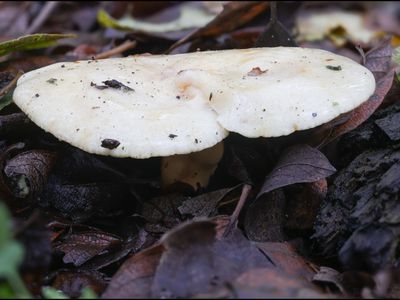 Lactarius aspideus  / Violetvlekkende moerasmelkzwam