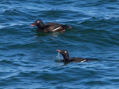 White-winged Scoter / Amerikaanse grote zee-eend / Melanitta deglandi