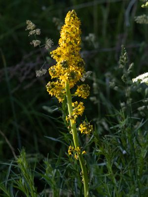 Ligularia heterophylla