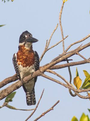 Giant Kingfisher / Afrikaanse Reuzenijsvogel / Megaceryle maxima