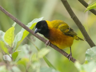 Black-headed Weaver / Zwartkopwever / Ploceus melanocephalus