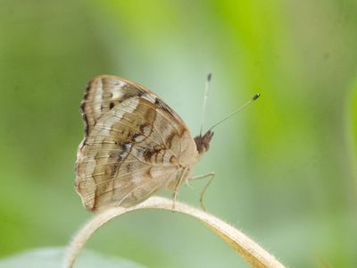 Blue-spot Pansy / Junonia oenone