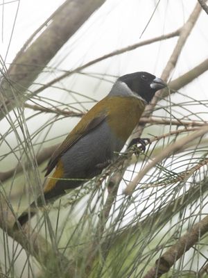 White-collared Oliveback / Halsbandastrild / Nesocharis ansorgei