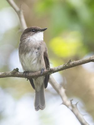 Swamp Flycatcher / Moerasvliegenvanger / Muscicapa aquatica