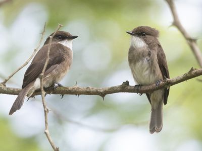 Swamp Flycatcher / Moerasvliegenvanger / Muscicapa aquatica