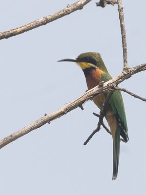 Cinnamon-chested Bee-eater / Bergbijeneter / Merops oreobates