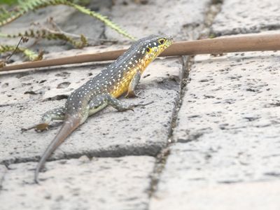 Speckle-lipped Mabuya / Trachylepis maculilabris