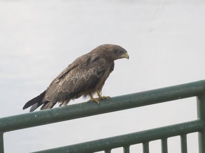 Black Kite / Zwarte Wouw / Milvus migrans