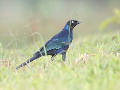 Rppells Starling / Blauwe Langstaartglansspreeuw / Lamprotornis purpuroptera