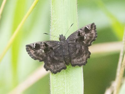 Dark Elfin / Sarangesa seineri