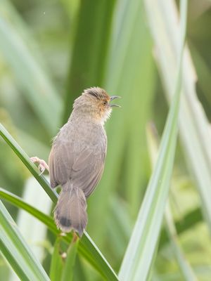 Red-faced Cisticola / Roodmaskergraszanger / Cisticola erythrops