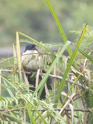 Blue-headed Coucal / Monniksspoorkoekoek / Centropus monachus