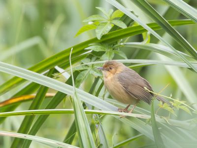Red-faced Cisticola / Roodmaskergraszanger / Cisticola erythrops