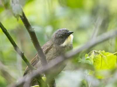Pale-throated Greenbul / Bleekkeelbuulbuul / Atimastillas flavigula
