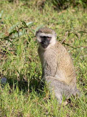 Vervet Monkey / Vervet / Chlorocebus pygerythrus