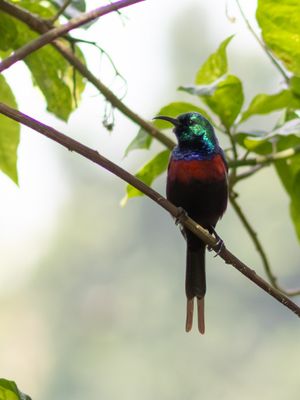 Red-chested Sunbird / Sierhoningzuiger / Cinnyris erythrocercus