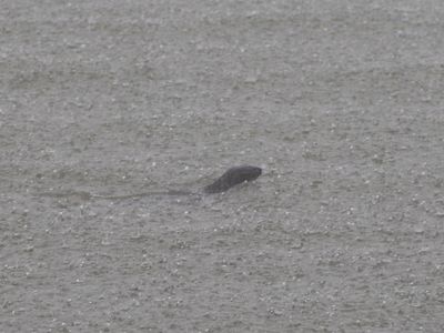 Spotted-necked Otter / Vlekhalsotter / Hydrictis maculicollis