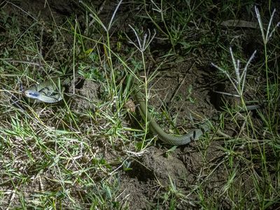 Red-lipped Snake / Crotaphopeltis hotamboeia