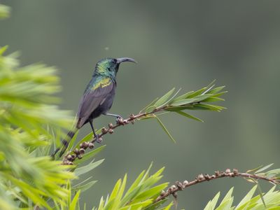 Bronze Sunbird / Bronshoningzuiger / Nectarinia kilimensis